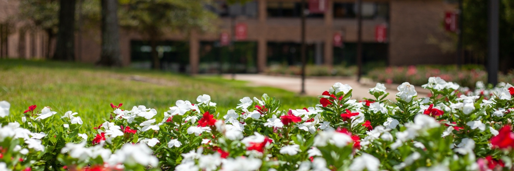 Red and white flowers with the main entrance to Whitewater Hall in the background.
